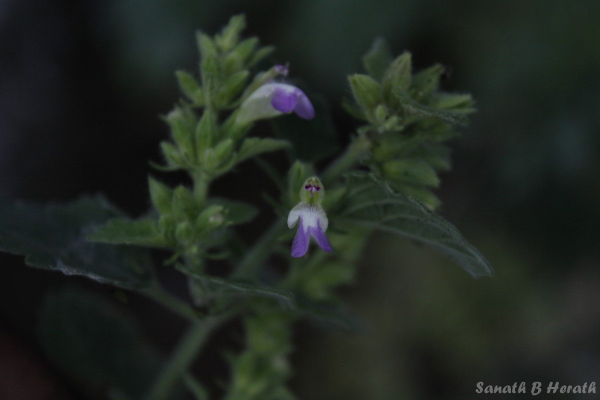 Anisomeles indica (L.) Kuntze